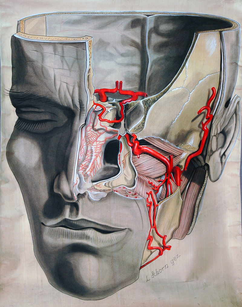 Illustration for article titled Who knew an illustration of an abdominal cavity could be so beautiful?